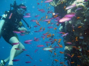 Plongée sous-marine à Tabarka