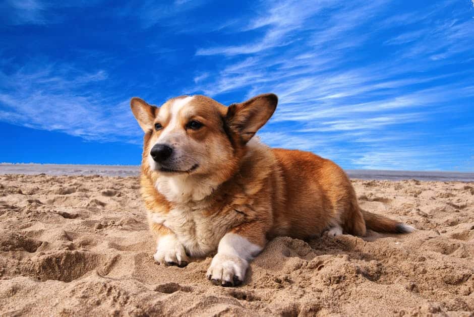 Comment préparer son voyage en Tunisie avec son chien ?