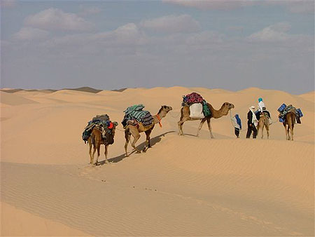 Tunisie désert - Tunisie dromadaires